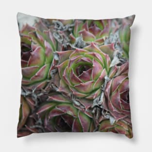 Digital Hen and Chick Plants Pillow