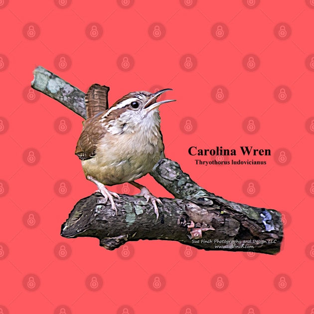 Carolina Wren by Sue Finch Photography and Design LLC