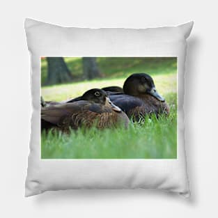 Two Ducks Resting Pillow