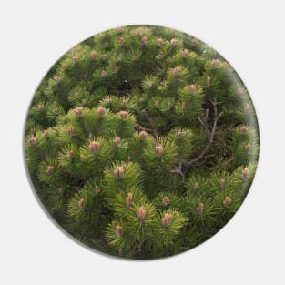 Mountain pine Pin
