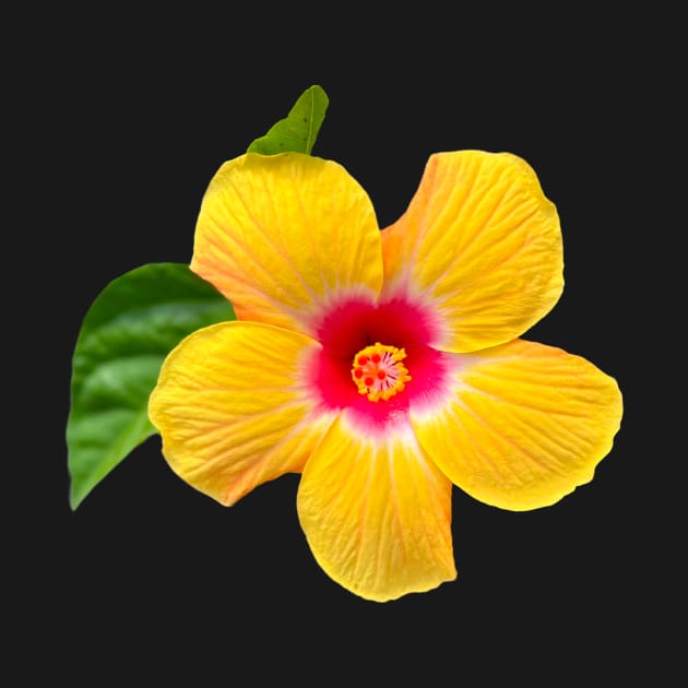 Yellow hibiscus by Meo Design