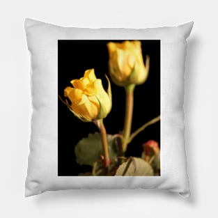 Yellow Roses closeup Pillow