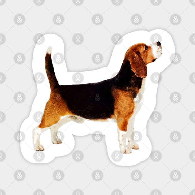 Cute Stacked Beagle Magnet by doglovershirts