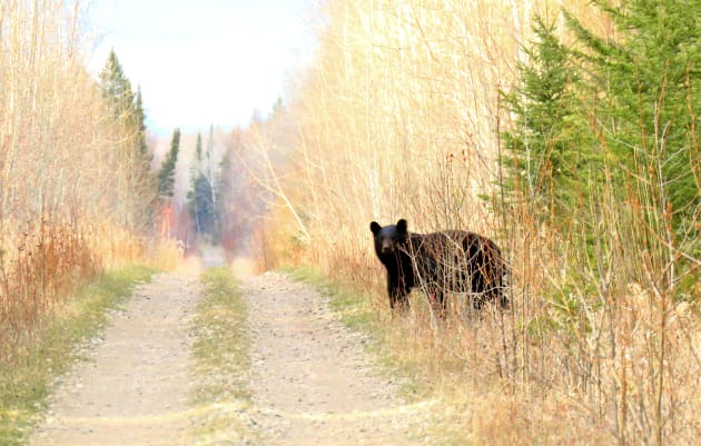 Black Bear on the Trail Kids T-Shirt by MaryLinH