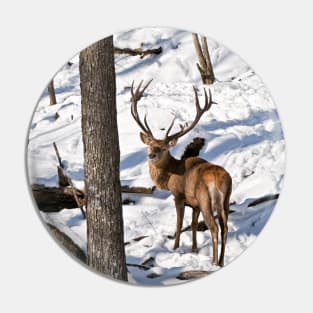 Red Deer In Winter Woods Pin