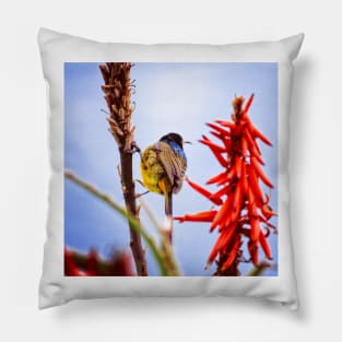 Orange Breasted Sunbird Pillow