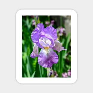 Bearded Iris in bloom Magnet