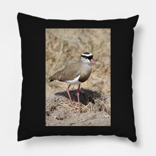 Crowned Plover, Kenya Pillow