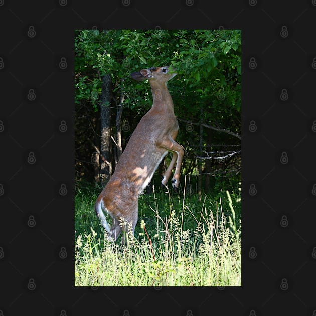 Foraging for food - White-tailed deer by Jim Cumming