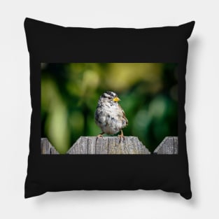 White-crowned sparrow Pillow