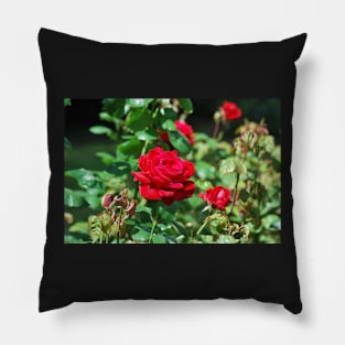 Red rose for your love on valentines day Pillow