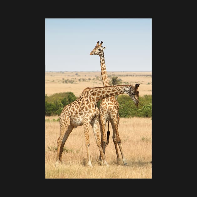 Maasai Giraffes. Males Necking. #3. Maasai Mara, Kenya by Carole-Anne