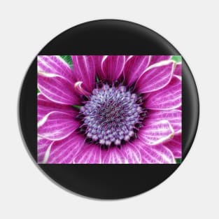 brightly coloured glowing purple and pink striped gazania Pin