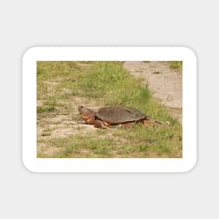 An Old Snapping Turtle Surveying the Surroundings Magnet