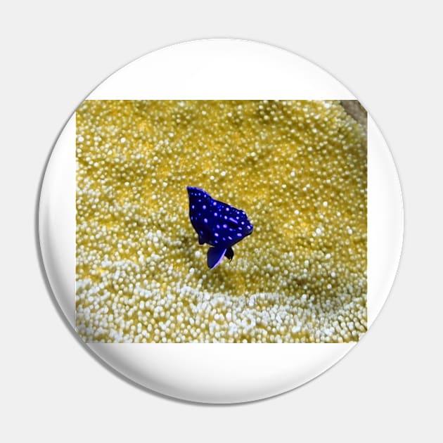 Juvenile Yellowtail Damselfish Pin by Scubagirlamy