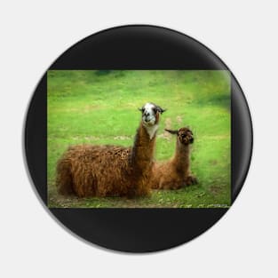 Llamas Pin