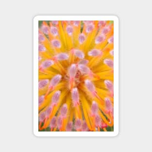 Pink and Orange Pincushion Proteaceae Magnet