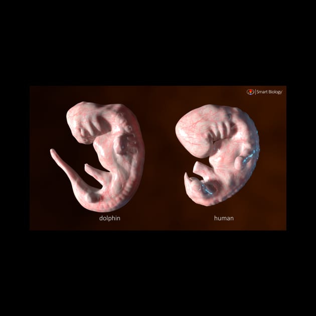 Embryos by Smart Biology