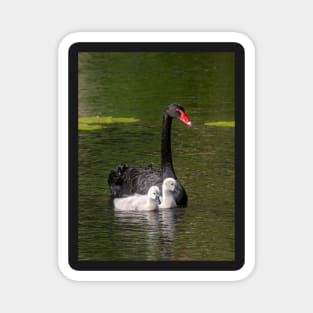 Black Swan and Cygnets Magnet