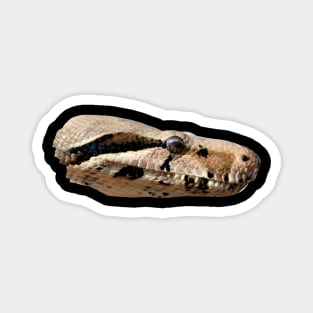 Boa Snake Head Black / Swiss Artwork Photography Magnet