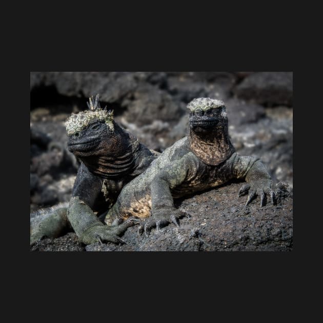 Marine Iguana, Isla Fernandina, Galapagos Islands by iansmissenphoto