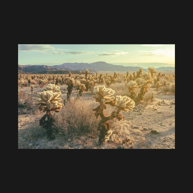 Cholla Garden by jvnimages