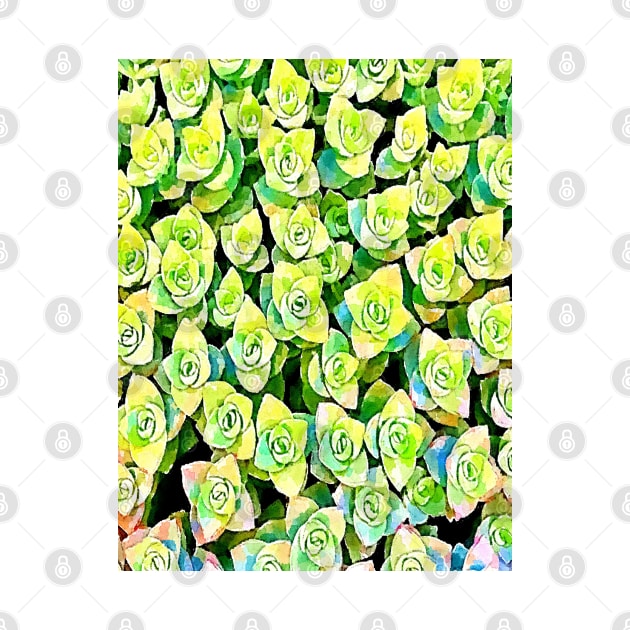 crassula perforata succulents pattern by Banyu_Urip