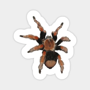Tarantula Magnet