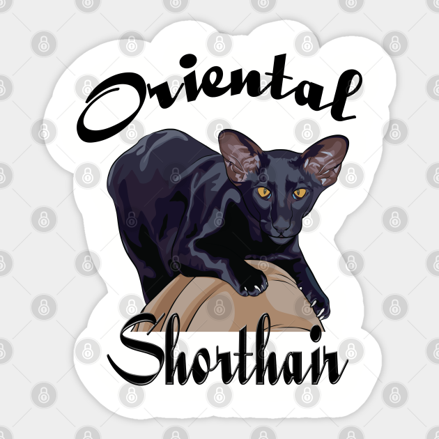 Oriental Shorthair cat - Oriental Shorthair Cat - Sticker