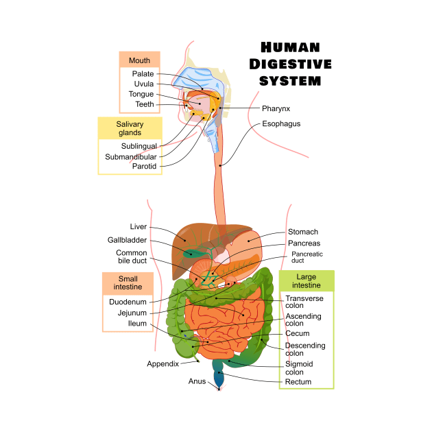 Diagram of the Human Digestive System by sovereign120