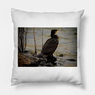 Cormorant resting in the winter sunshine Pillow