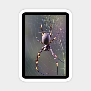 Australian Orb Weaver Spider Magnet