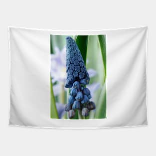 Bellevalia paradoxa  Grape hyacinth  syn.  Muscari paradoxum Tapestry