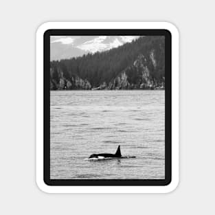 Orca and Snow-Capped Mountains at Resurrection Bay in Alaska Magnet