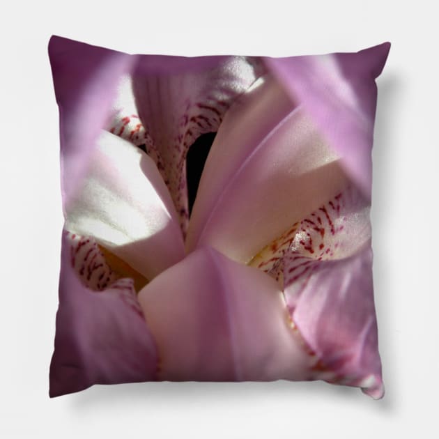 Iris Detail Pillow by DarlaHallmark