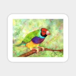 Gouldian Finch Magnet