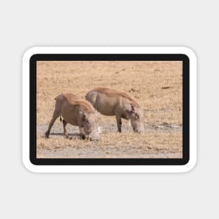 A pair of Warthog grazing in the Ngorogoro Crater Magnet