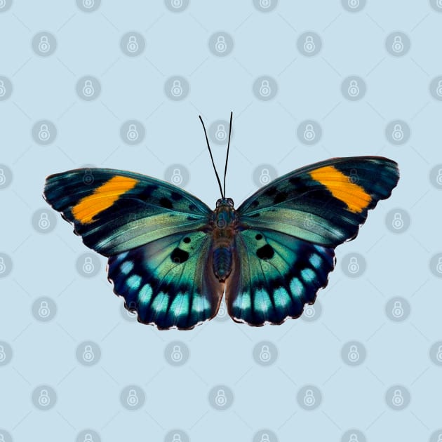 Blue and black striped Butterfly by Eveline D’souza