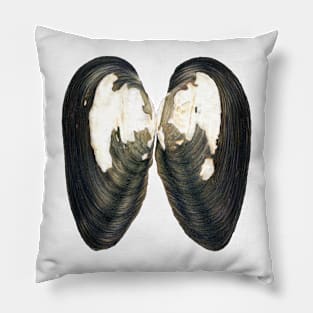 Thick Shelled River Mussel (Unio crassus) Pillow