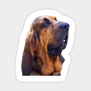 Hunting dog - Bloodhound Magnet