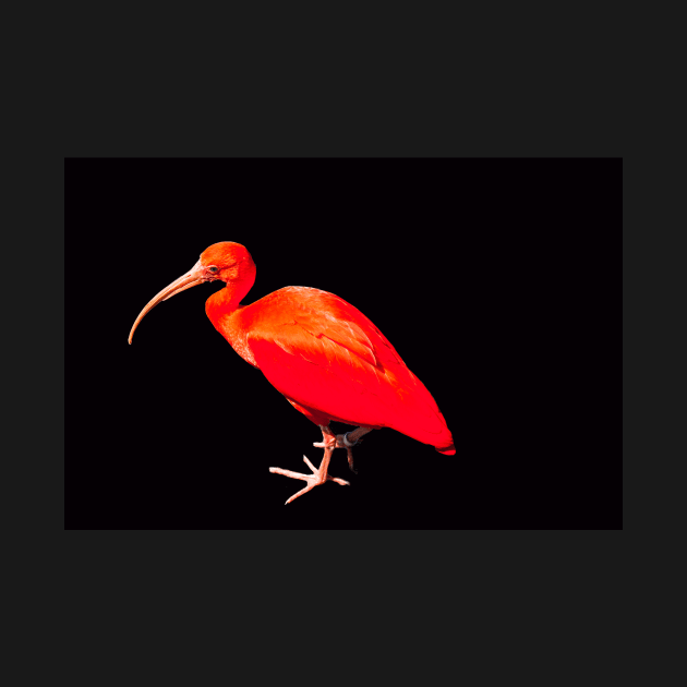 Scarlet ibis on a black background by HazelWright