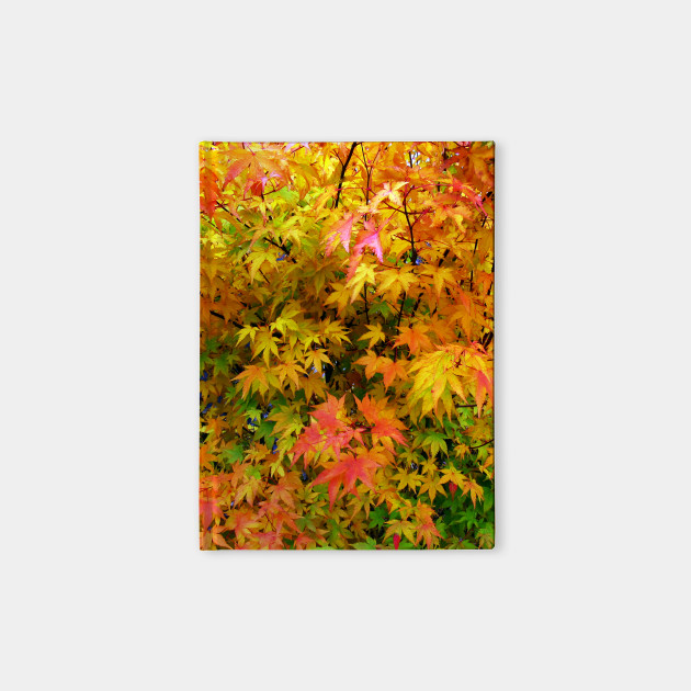 Orange and yellow leaves