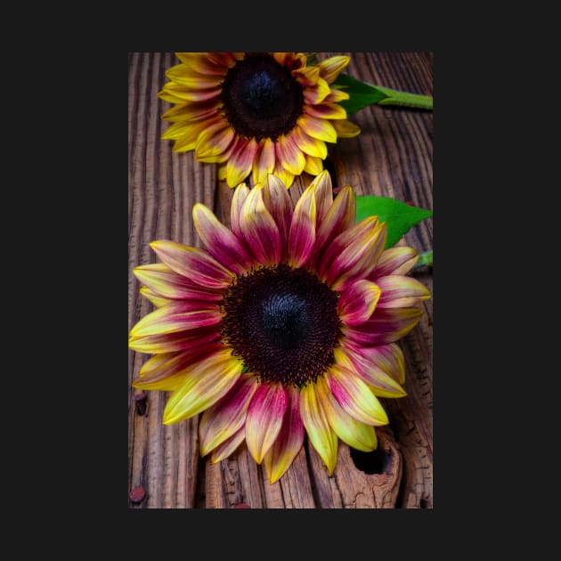 Two Wonderful Autumn Sunflowers by photogarry