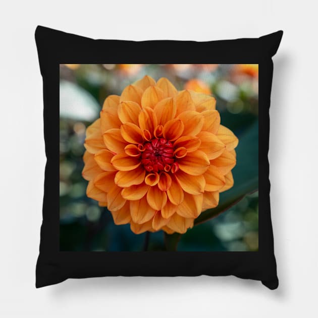 Beautiful Bright Orange Dahlia Flower Closeup Pillow by Harmony-Mind