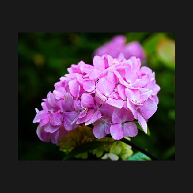 Hydrangea Macro/Closeup - Pink Flower by Harmony-Mind