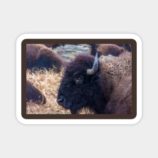 American Bison Woolaroc Oklahoma Magnet