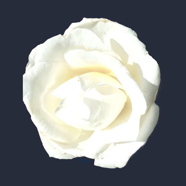 White Rose by NatureFashion