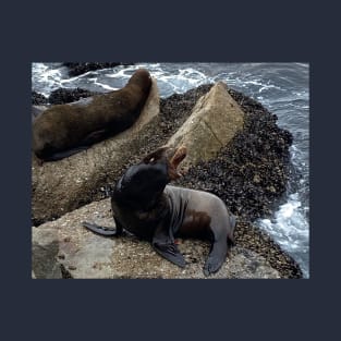 Sea Lion's Big Yawn T-Shirt