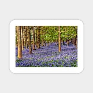 Bluebell Woods Greys Court Oxfordshire UK Magnet