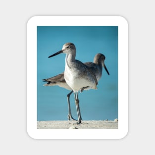 Florida Sandpiper Magnet